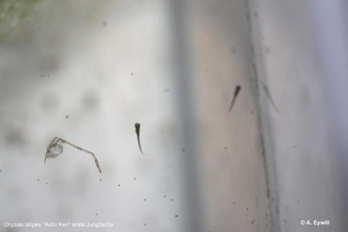 Oryz. latipes Aichi Ken jf