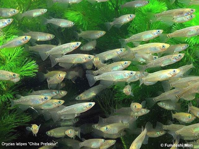 O. latipies chiba pref.