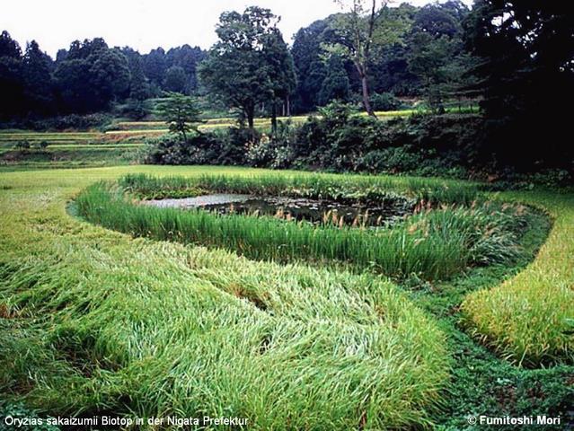 O. sakaizumii biotop nigata pref