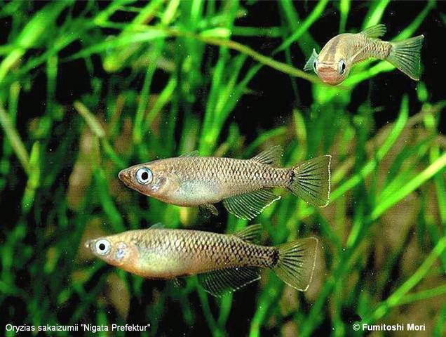 O. sakaizumii nigata pref