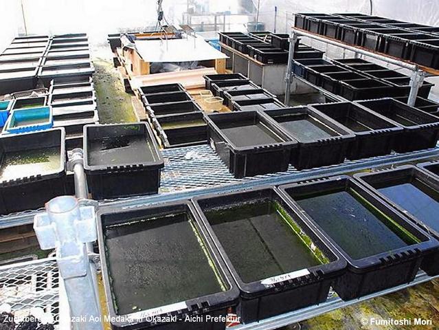 Aichi, located in Okazaki, Okazaki Aoi Medakas