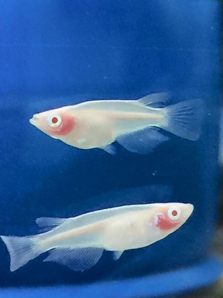 Albino tramsparent scales