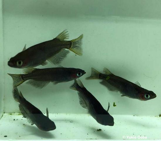Black Medaka transparent scales
