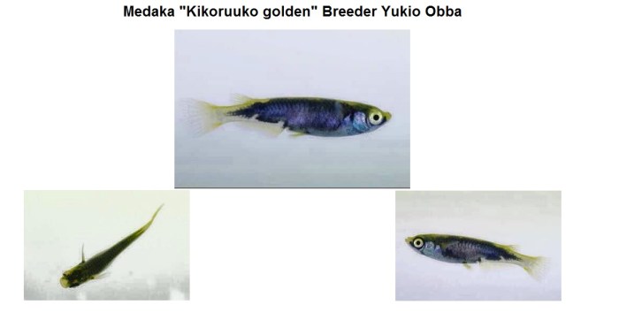 Kikuuroko golden Medaka 04