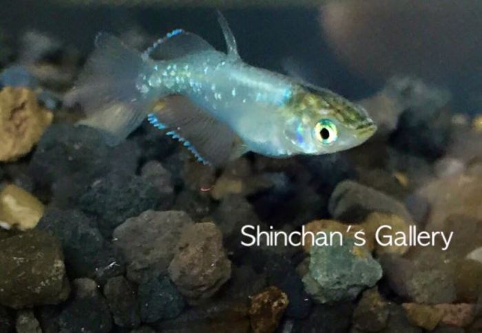 Osaka galaxy Miyuki rame