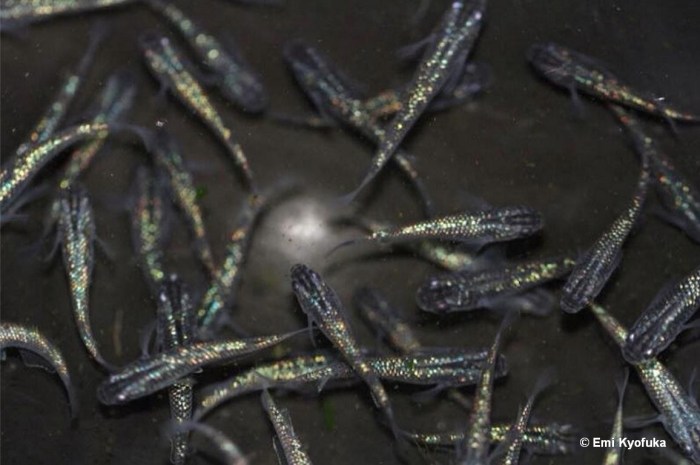 Black Lame stem Noriyuki