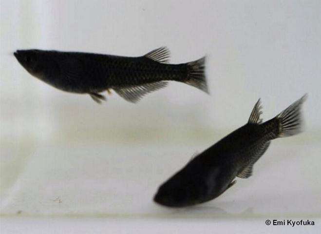 dark black orochi 02