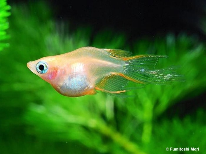 Dharma Medaka swallow