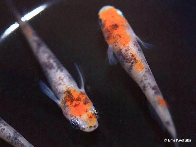 Karasu-jo three colors