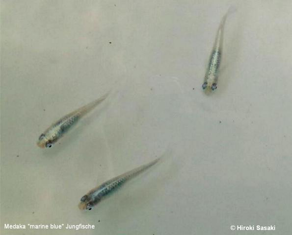 Medaka marine blue