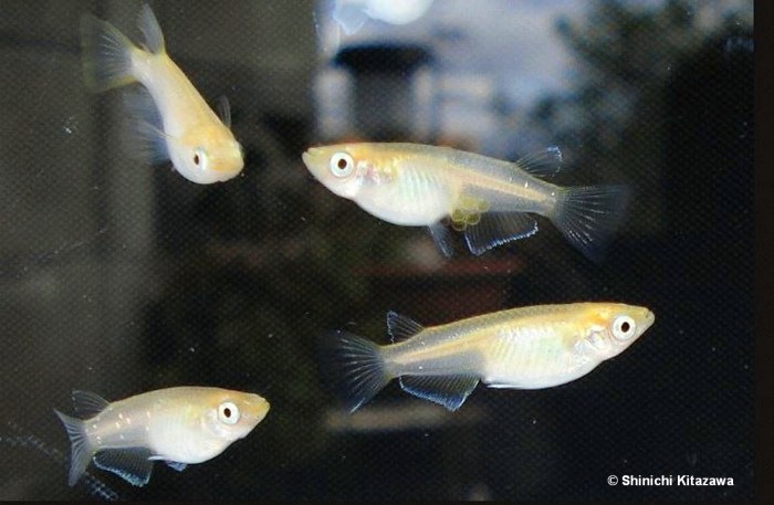 Kimiki Noriyuki fin light02