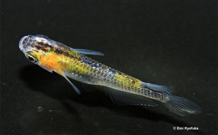 Light lame calico extracorporeal light02