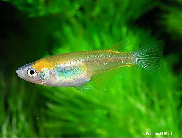 Noriyuki stern great light02