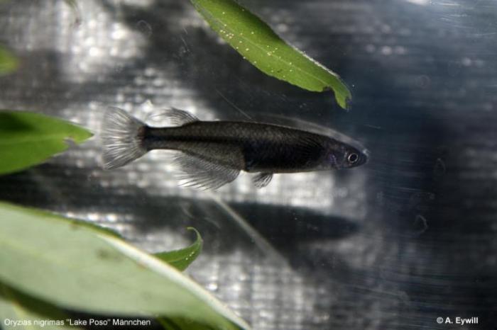 Oryzias nigrimas - Lake Poso m