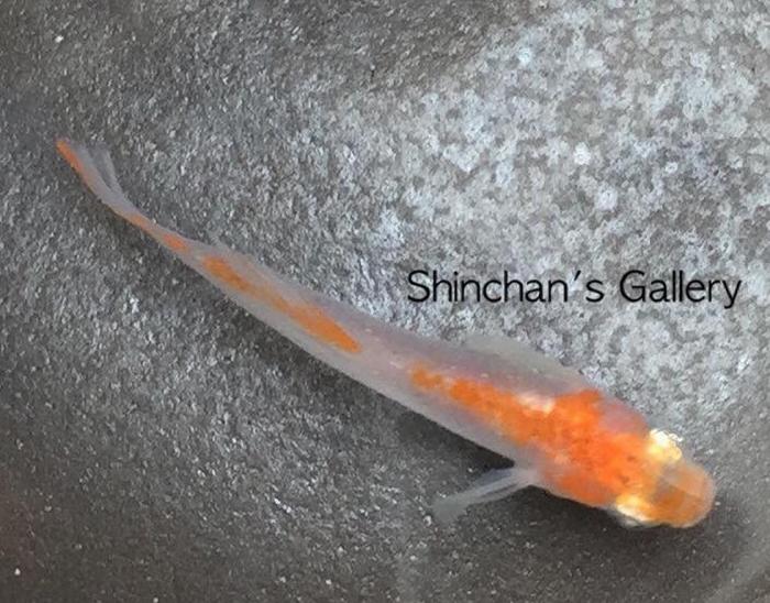 two color orange white02