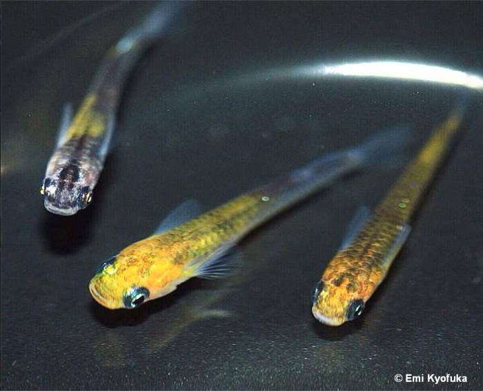 Momokuro high lights