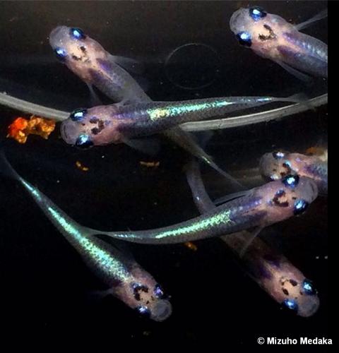 black peach in vitro light