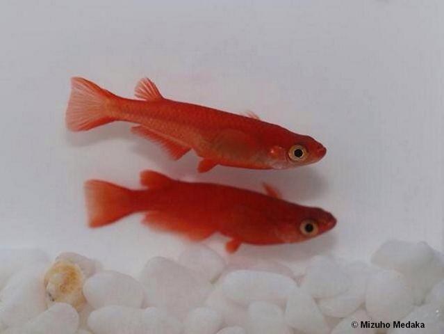 red-king-2-yama-blood